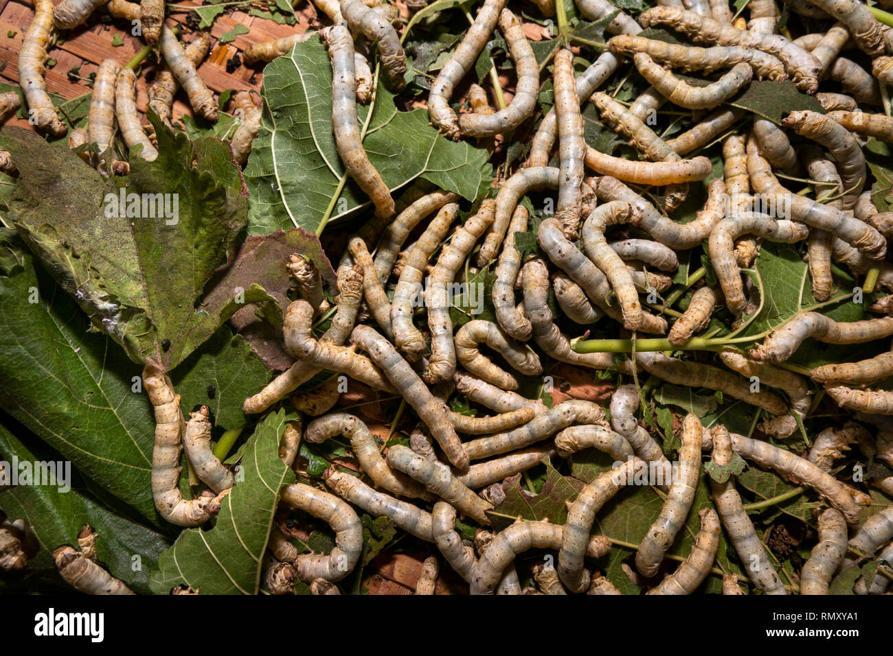 Cambogia, Phnom Penh, Koh Dach, Isola di seta tradizionale centro di tessitura, bachi da seta con foglie di gelso Foto Stock