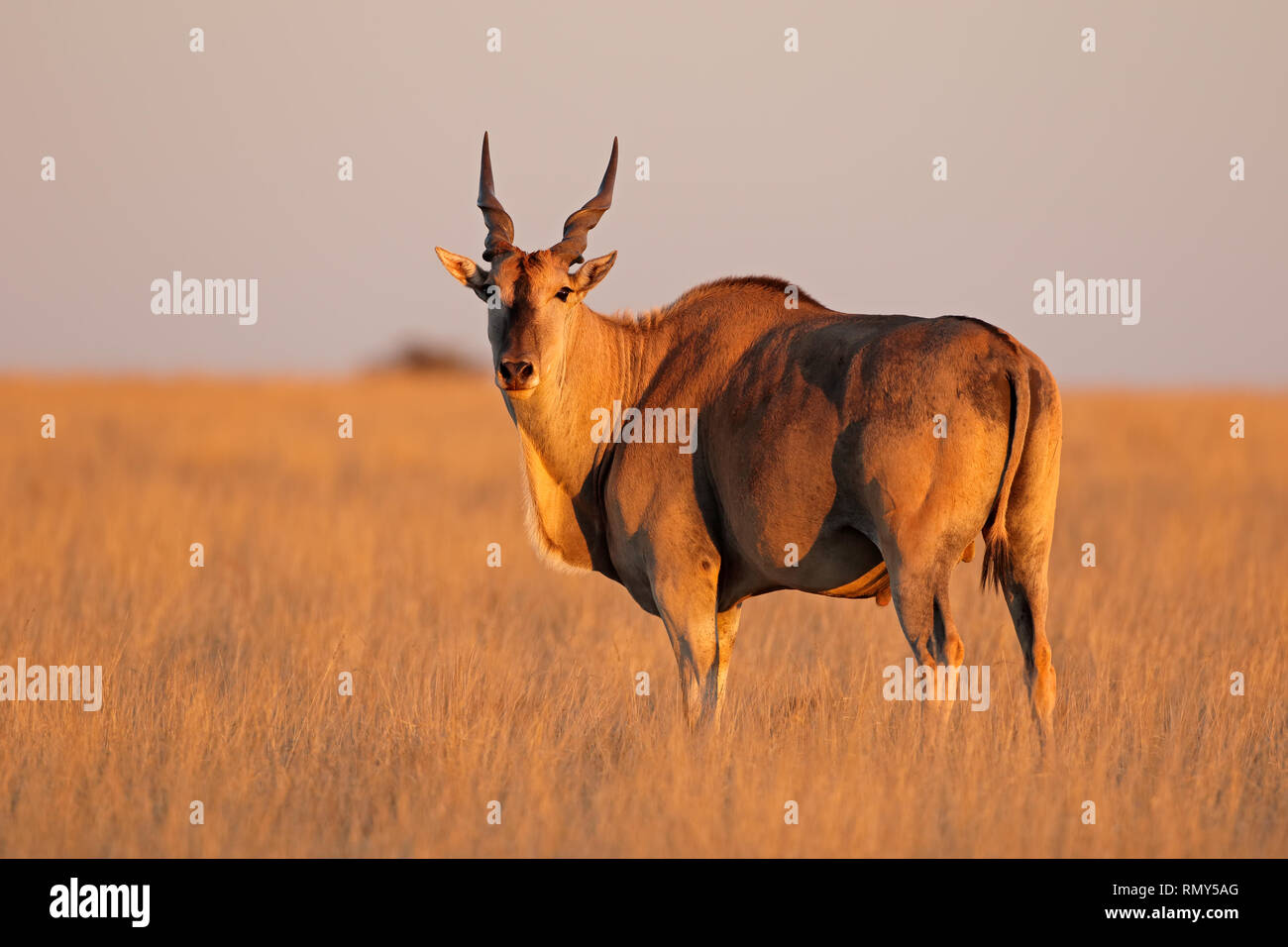 Maschio di antilope antilope (Tragelaphus oryx) nel tardo pomeriggio di luce, Mokala National Park, Sud Africa Foto Stock
