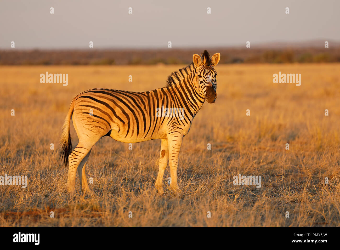Le pianure zebra (Equus burchelli) nel tardo pomeriggio di luce, Mokala National Park, Sud Africa Foto Stock