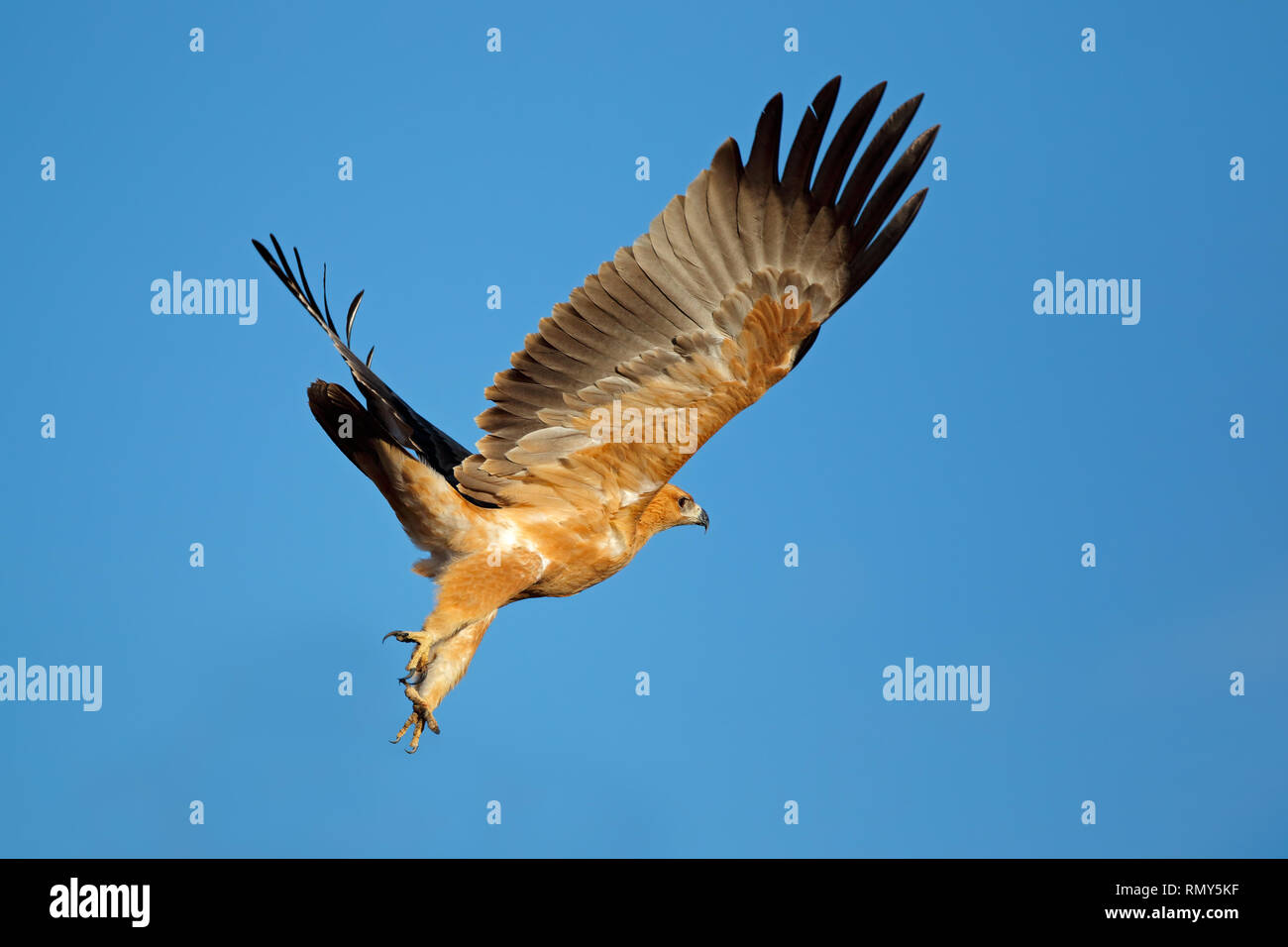 Bruno eagle (Aquila rapax) in volo con ali aperte contro un cielo blu, Sud Africa Foto Stock