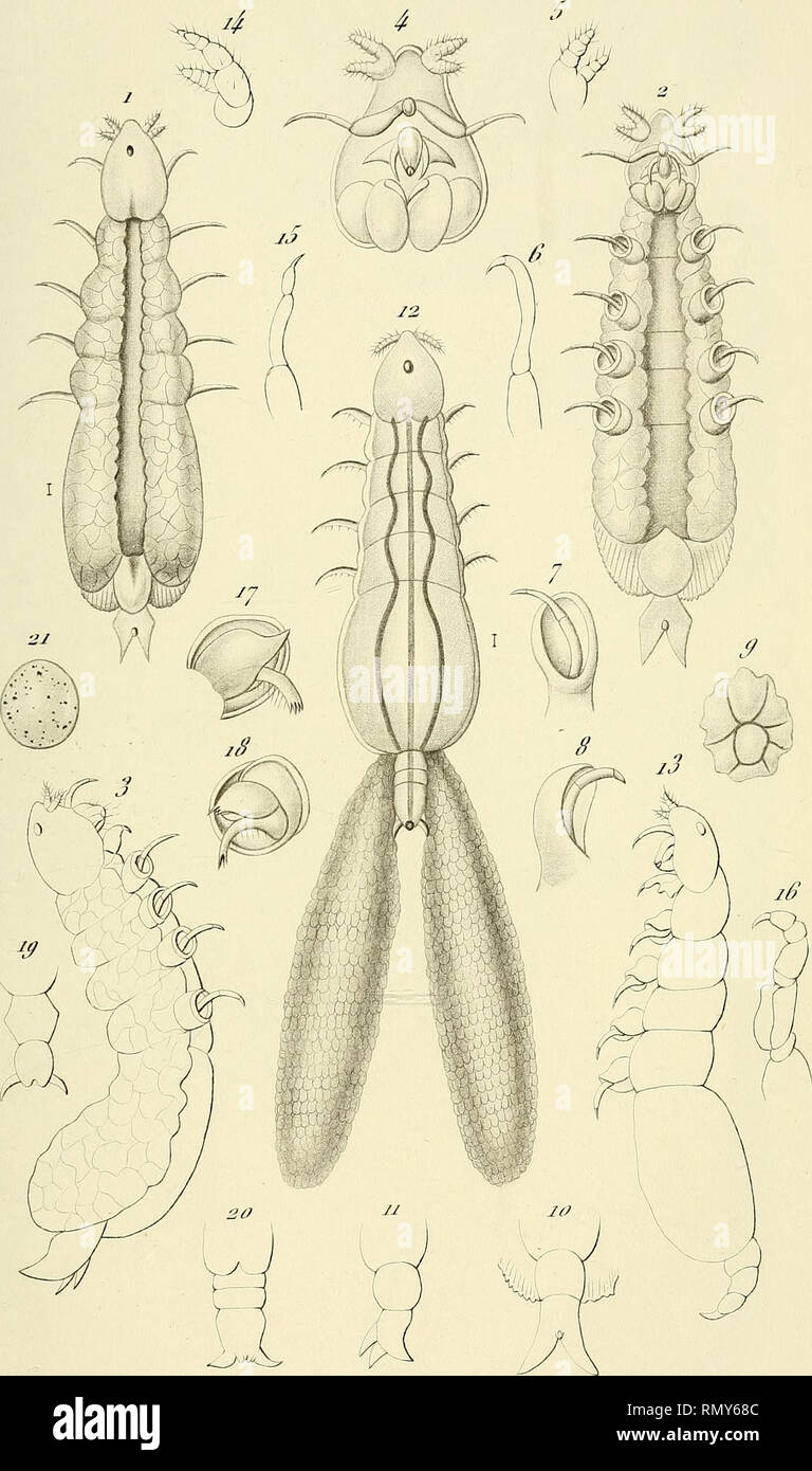 . Annales des Sciences Naturelles. Zoologia; biologia. ^hi/i. i/^-f Scieyic. nal. Ô'!^ Sérûi- ZT/fj/. 7'/?///(' j./'/.o. ir y / Zaï/ej'j-e J'C. Im/^. A. Sn//rta/i, r. Vùj'/le- ^j-â-a/?a//R/S. T'arù-.. Si prega di notare che queste immagini vengono estratte dalla pagina sottoposta a scansione di immagini che possono essere state migliorate digitalmente per la leggibilità - Colorazione e aspetto di queste illustrazioni potrebbero non perfettamente assomigliano al lavoro originale. Milne-Edwards, H. (Henri), 1800-1885; Audouin, Jean Victor, 1797-1841; Milne-Edwards, Alphonse, 1835-1900; Perrier, Edmond, 1844-1921; Bouvier, E. -L. , 1856-1944; Grassé, Pierre- Foto Stock