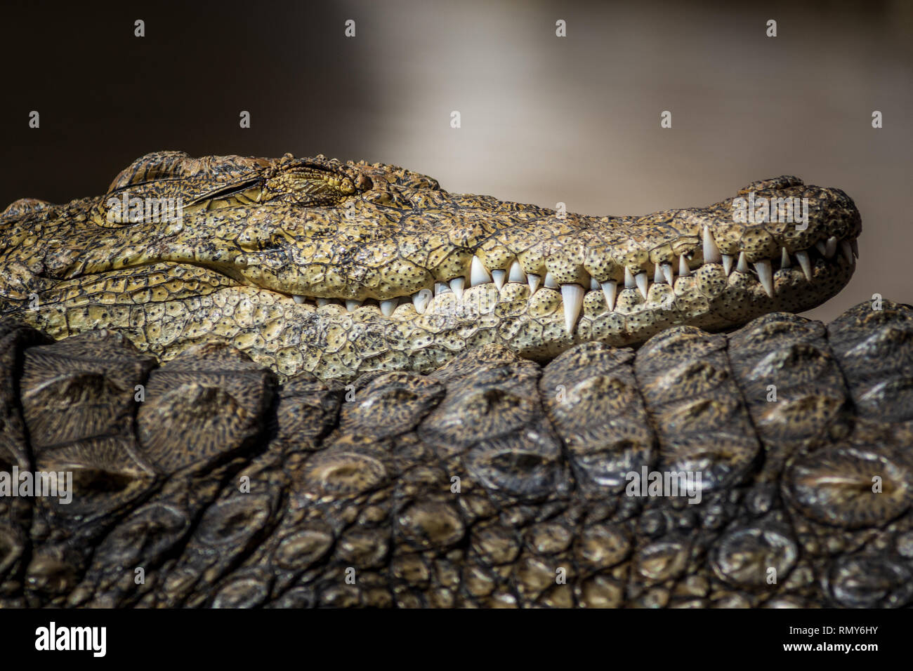 Un grande coccodrillo pericolose all'Oasis Park a Fuerteventura , Spagna. Foto Stock