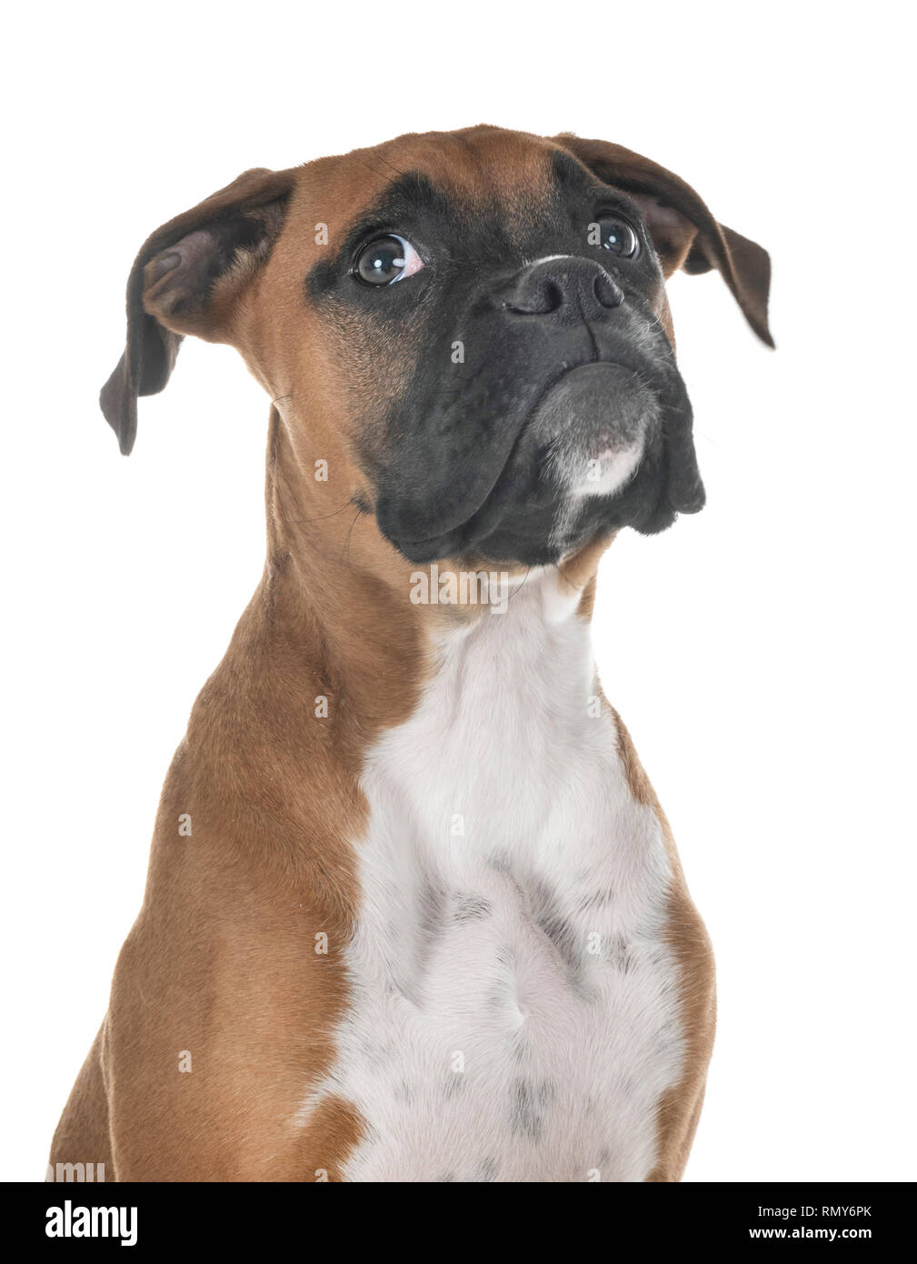 Cucciolo boxer davanti a uno sfondo bianco Foto Stock