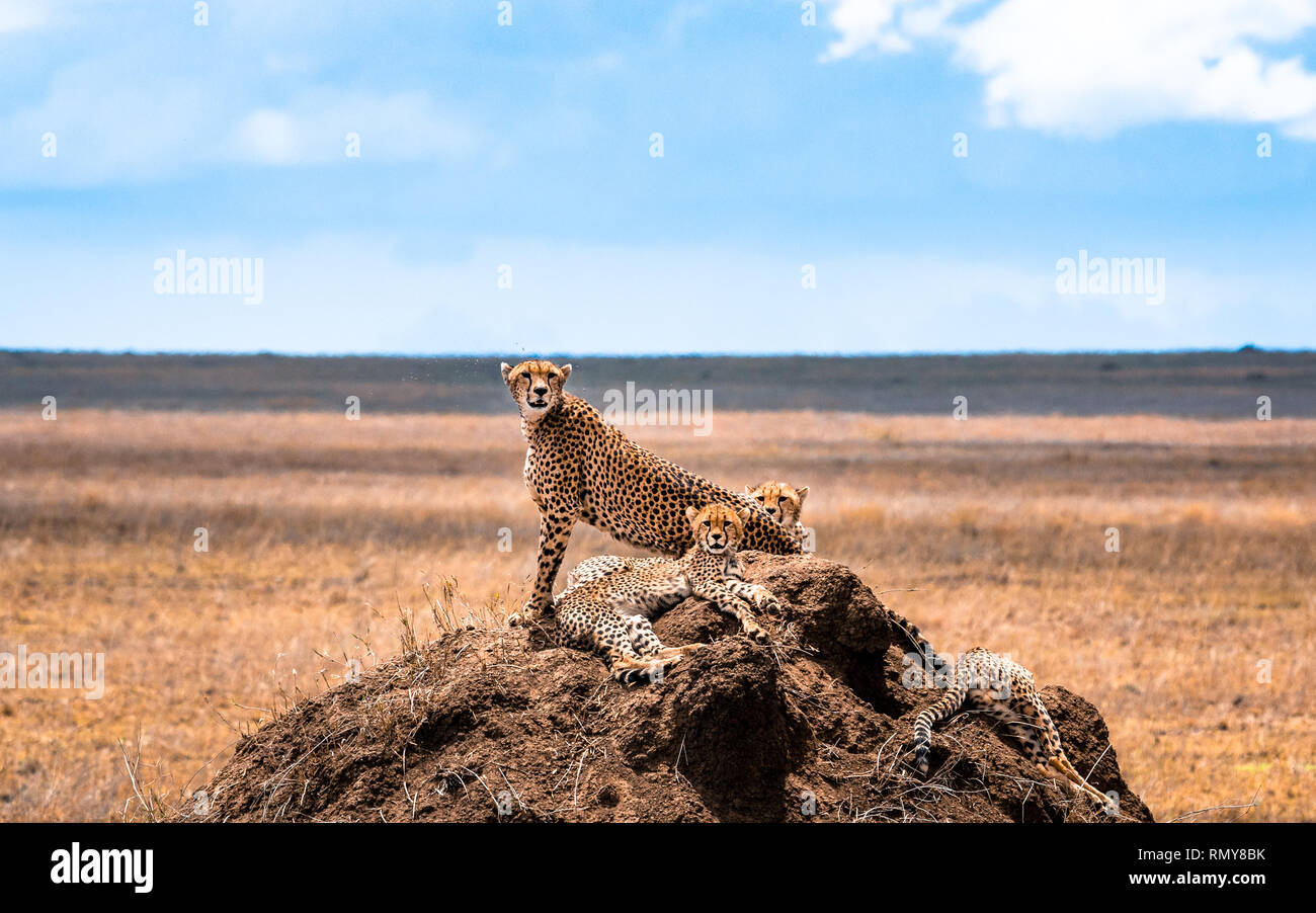 Gruppo di ghepardi nel Parco Nazionale del Serengeti. L'Africa. Tanzania. Foto Stock