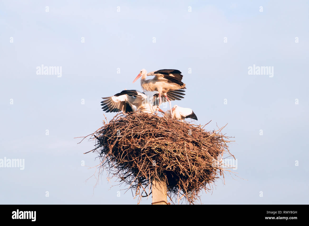 Una famiglia di cicogne nel loro Nido, seduta alta su un palo. La Bielorussia,Polesie. Foto Stock