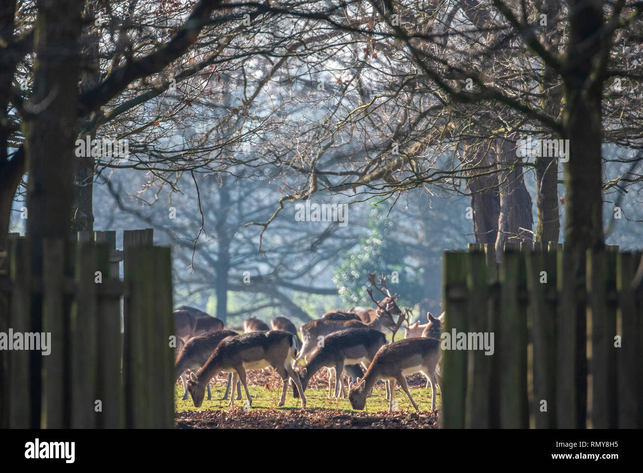 Allevamento di daini pascolano in campo. Foto Stock