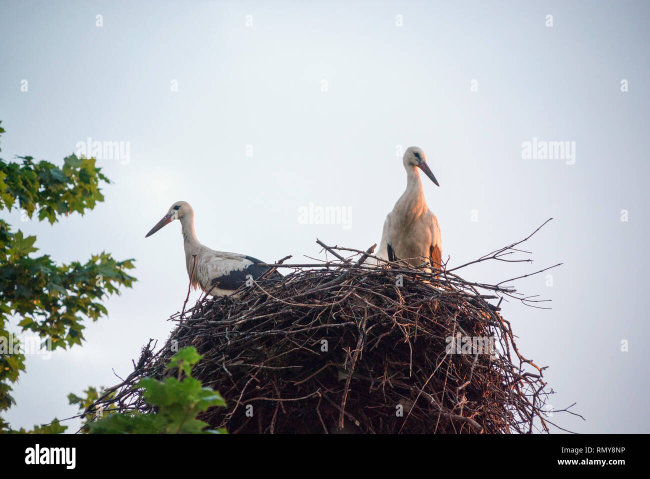 Una famiglia di cicogne nel loro Nido, seduta alta su un palo vicino all'acero. La Bielorussia,Polesie. Foto Stock