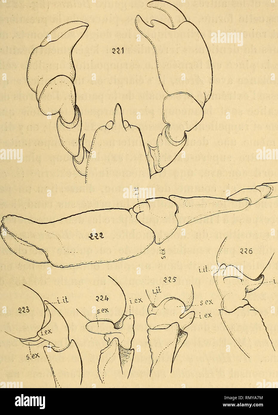 . Annales des Sciences Naturelles. Zoologia; biologia. ALPHEIDJE. 187 Tous les genres d'Alphéidés que je viens d'esaminatore ont le doigt mobile externe nettement, comme je l'ai fait remar- quer chez Athanas, Athanopsis. Jousseaumea, Amphibetoeus.. L.eï. Fifz. 521, Arête dorsalis, Stimpson, V^ paire de pattes" (cf), vues en place. - La Fig. 222. Betoeus oequimanus, Dana, patte de la l^e paire, vue en dessus. - La Fig. 223-226. Id., carpodite de la l^^ paire, en successives posizioni. Chez Arête, la posizione du doigt mobile est plus accentuée encore cet articolo est entièrement latéral, et le plan dans lequel Foto Stock