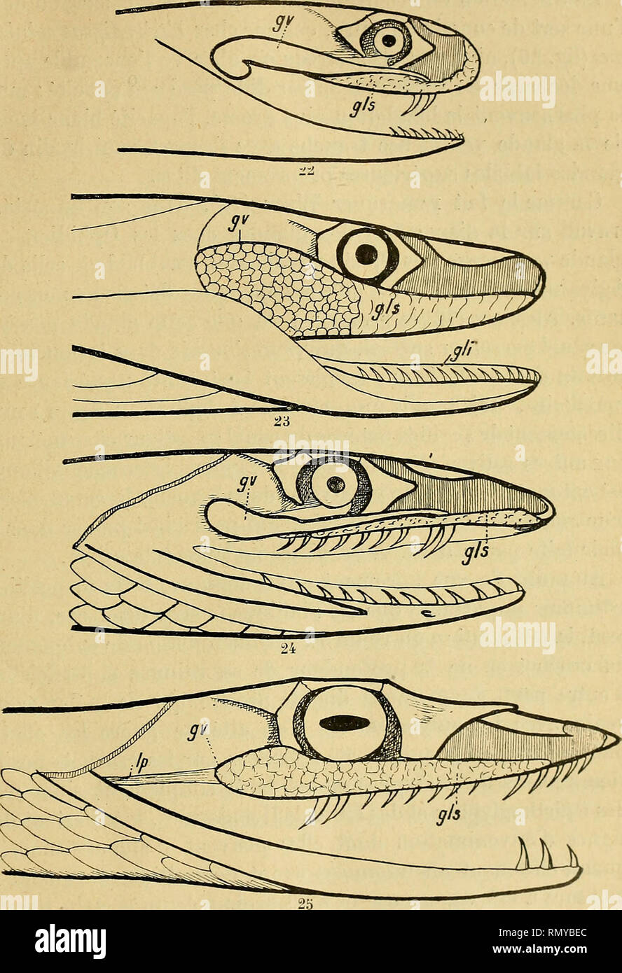 . Annales des Sciences Naturelles. Zoologia; biologia. DE l'appareil YE^'IMEUX chez les serpenti 21 longueur totale, dont 4 centimètres pourlatêto seule, la glande. Fig. 22 à 25. - Rapports de la glande venimeuse rjv avec les glandes labiales supé- rieures gis ; 22, chez Platurus fasciatus ; 23, chez Ilomalopsis buccala ; 24, chez Hydrus platwms; 25, chez Dryophis nasuius. un 13 millimètres de lungo, sur 6 de grande et 3 d'épaisseur. Elle se termine en arrière à 2 ou 3 millimètres de la commissura. Si prega di notare che queste immagini vengono estratte dalla pagina sottoposta a scansione di immagini che possono essere state enh digitalmente Foto Stock