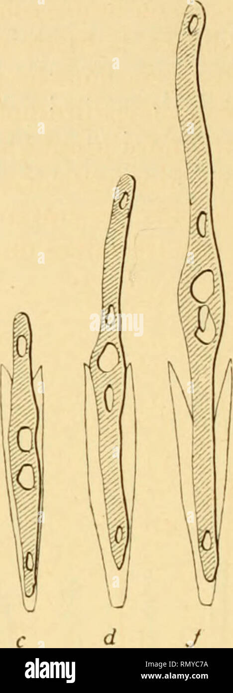 . Annales de micrographie. - 556 - dans une cultura d'un volume de 10 centimètres di cubi, on peut obtenir jusqu'à plusieurs milioni d'auxospores ; d'après mes dé-. Fig  7. - A, 6, c, d, f, fasi successives de la germinazione d'onu fruslule de Nilzschia paka. - Oross. = 1 000 diamètres. nombrements le chiffre de cesfrustules dits sporangiaux peut être,. Si prega di notare che queste immagini vengono estratte dalla pagina sottoposta a scansione di immagini che possono essere state migliorate digitalmente per la leggibilità - Colorazione e aspetto di queste illustrazioni potrebbero non perfettamente assomigliano al lavoro originale. Parigi Foto Stock