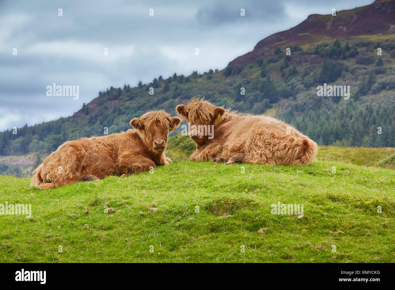 Due Highland Vitelli Bovini sdraiati insieme guardando verso la telecamera nelle Highlands della Scozia con le colline in background, Scotland, Regno Unito Foto Stock