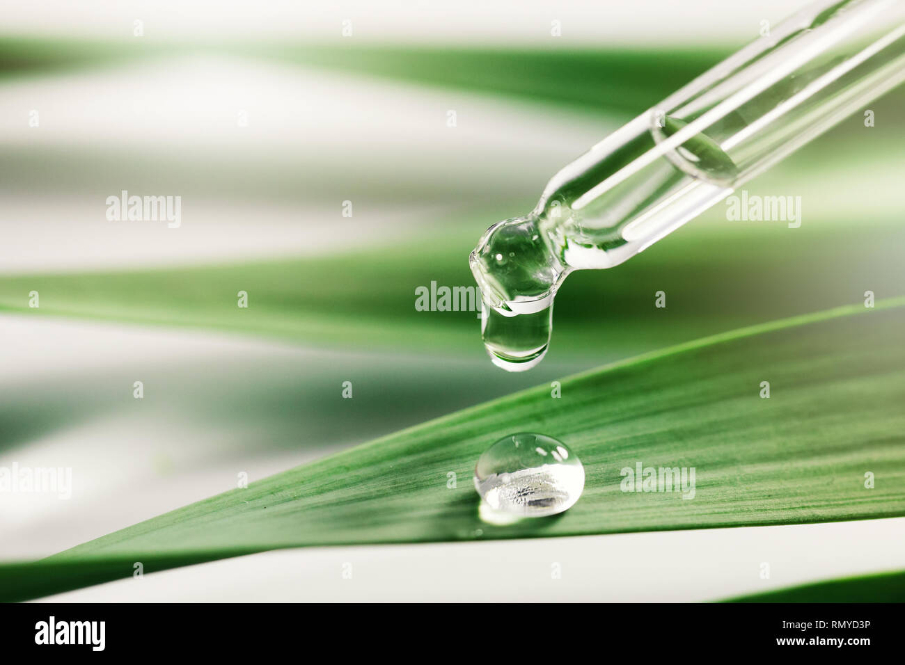 Olio essentail goccia sulla foglia verde. spa sfondo con spazio di copia Foto Stock