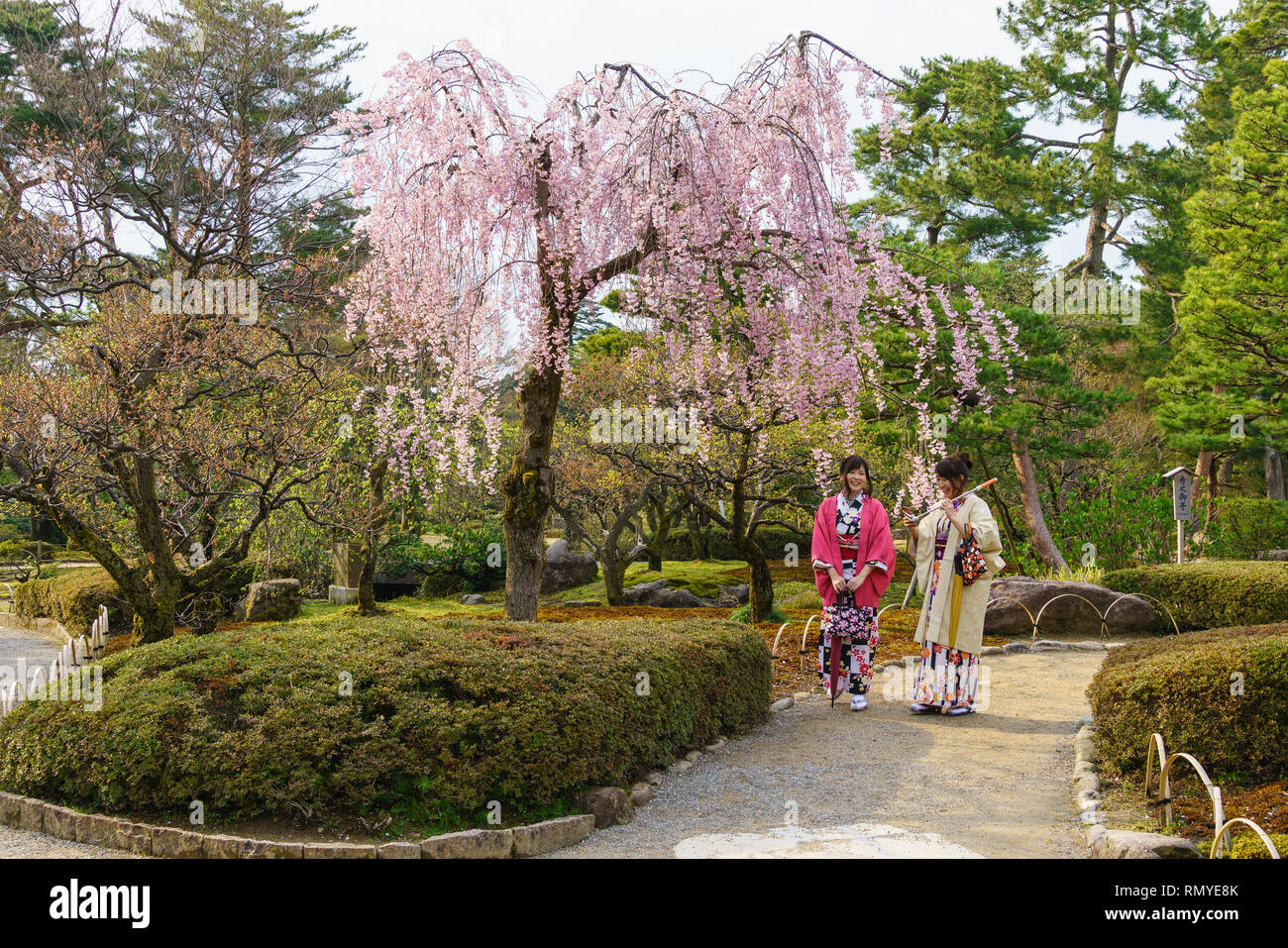 Giovani donne in kimono camminare nel giardino Kenrokuen durante la fioritura dei ciliegi stagione, Kanazawa, Giappone Foto Stock