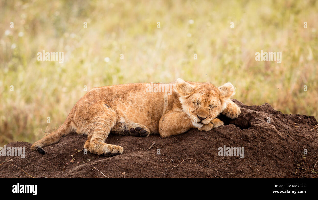 Baby LION CUB prendendo un pisolino Foto Stock