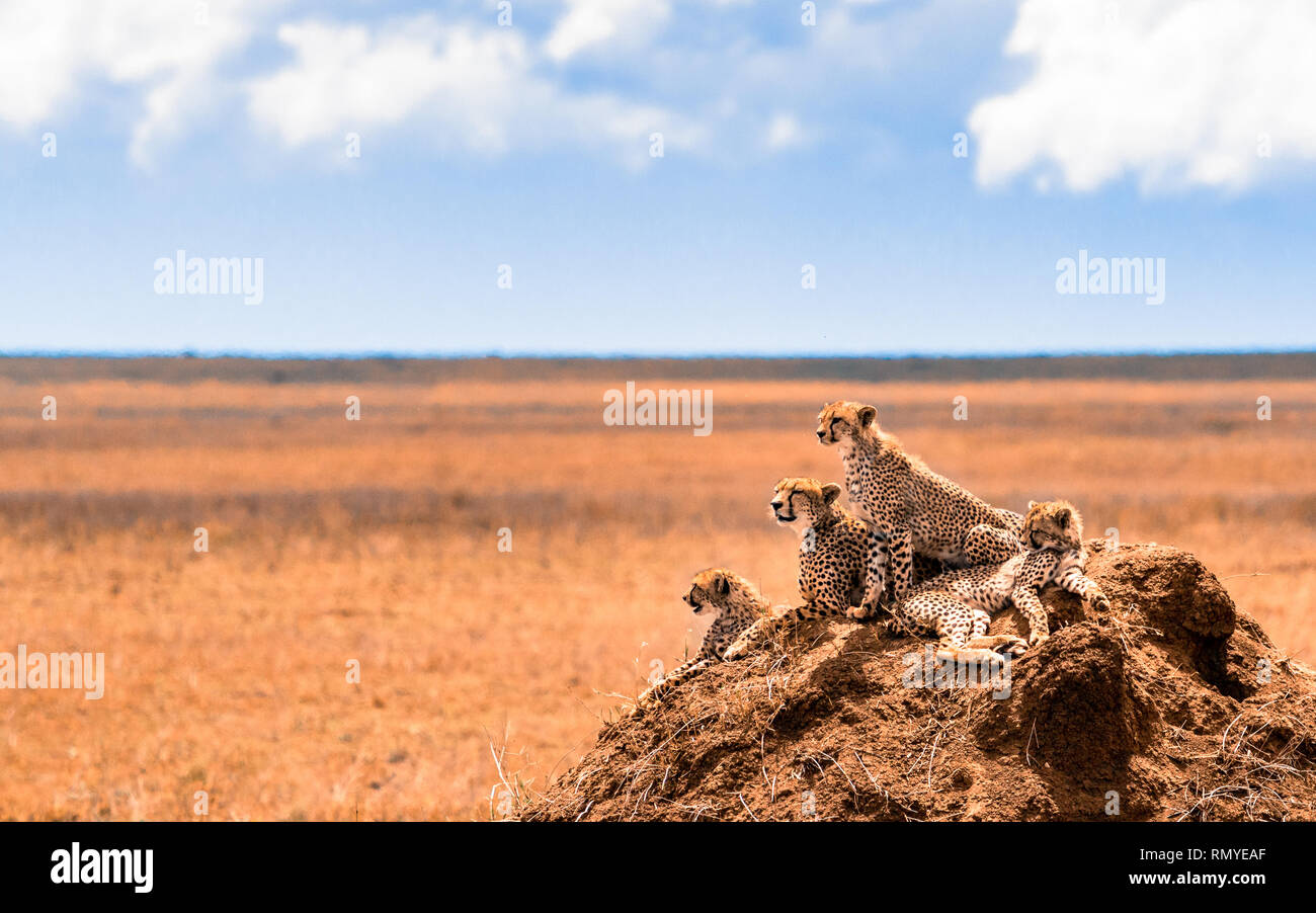Una famiglia di ghepardi in cerca di pregare Foto Stock