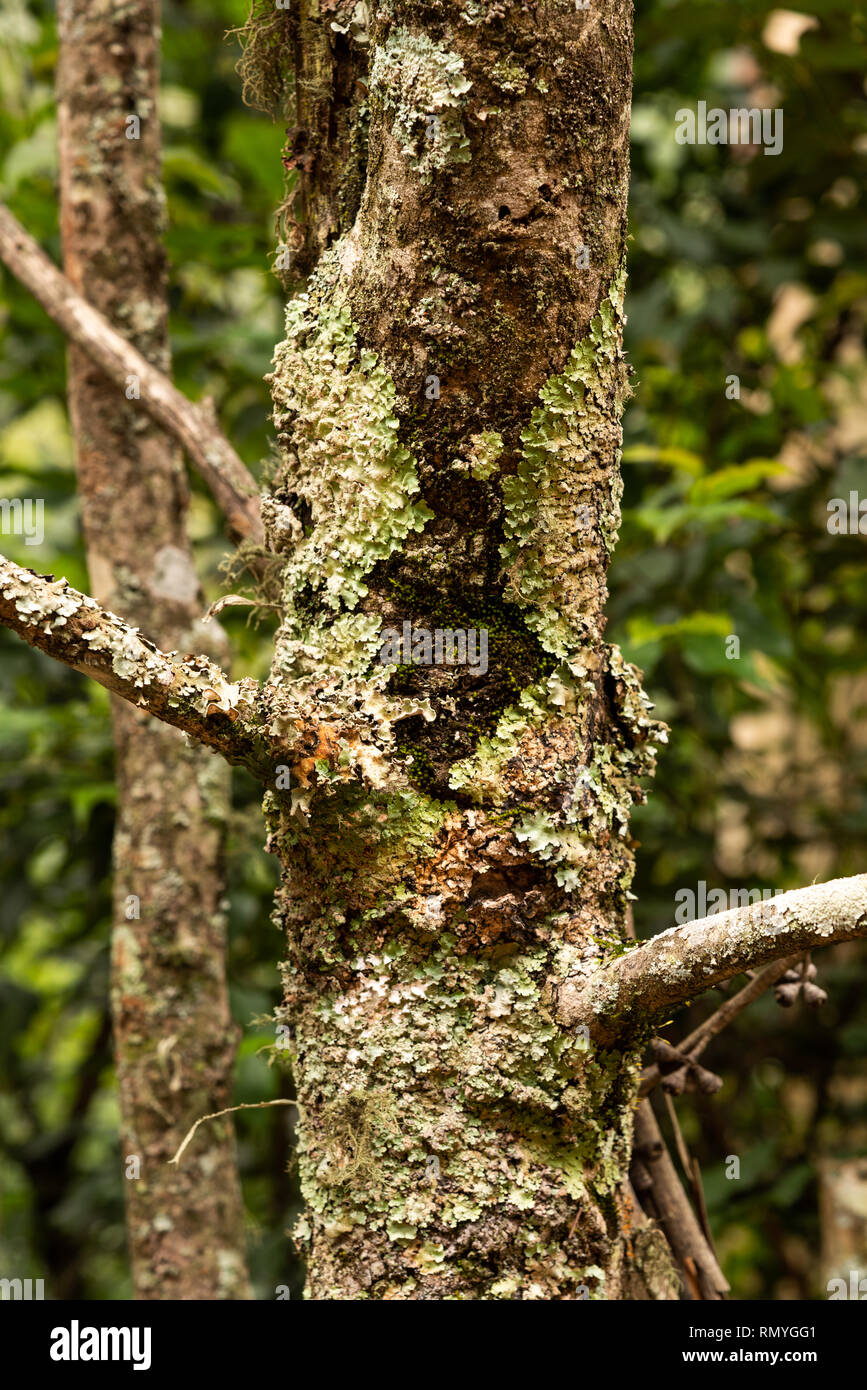 Licheni crescono su il tronco e i rami di un albero. Foto Stock