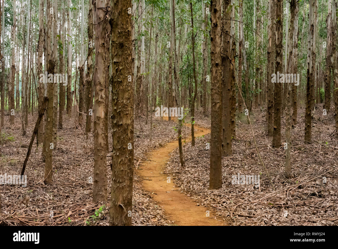 Un sentiero attraverso le curve di una piantagione di giovani alberi di eucalipto in Kwa-Zulu Natal, Sud Africa. Foto Stock