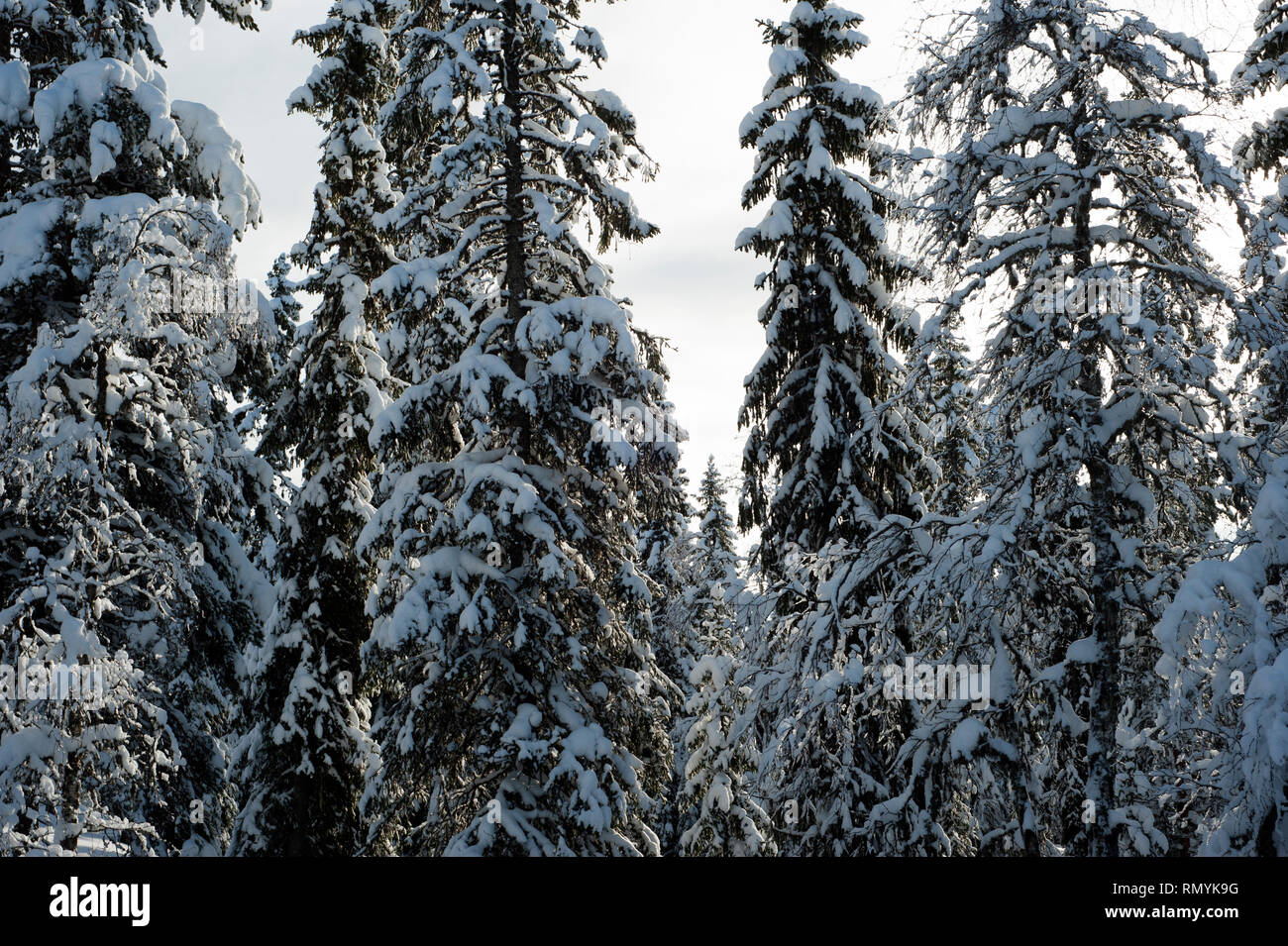 Picea abies, la Norvegia abete[3] o abete europeo, [citazione necessaria] è una specie di abete rosso nativo del Nord, Europa Centrale e Orientale.[4]. Essa ha Foto Stock