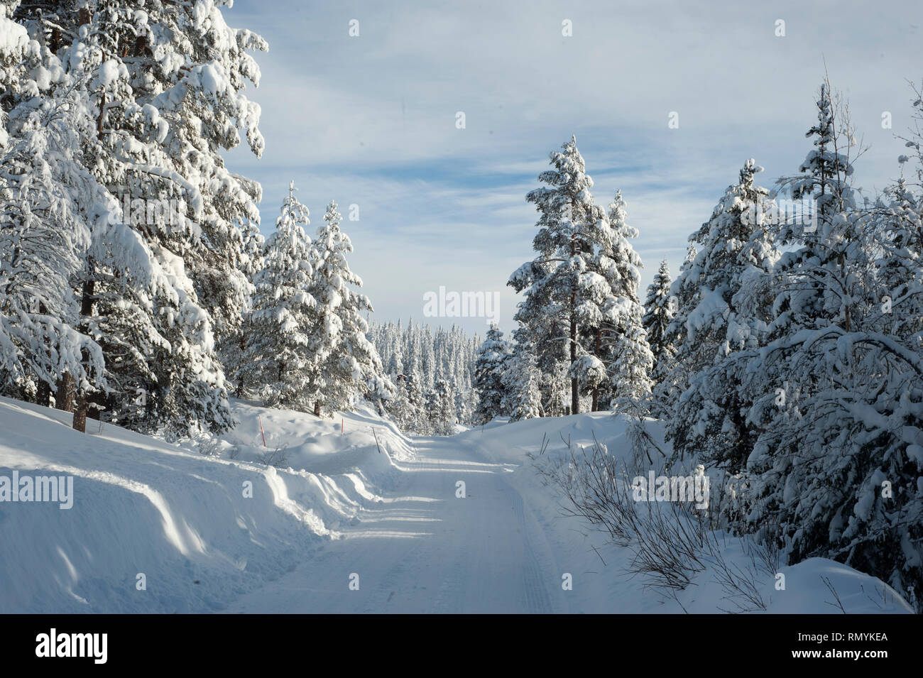 Picea abies, la Norvegia abete[3] o abete europeo, [citazione necessaria] è una specie di abete rosso nativo del Nord, Europa Centrale e Orientale.[4]. Essa ha Foto Stock