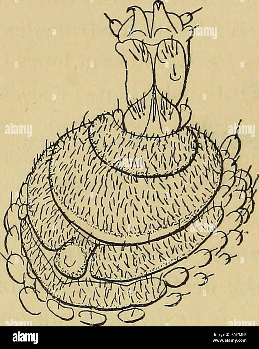 . Annales des Sciences Naturelles. Zoologia; biologia. 62 E.-L. BOUVIER matophores. Glandes crurales toujours isolées sur chaque patte^ nombreuses et parfois développées dans les deux sessi^ rarement absentes. Ovaires flottants^ accolés ou au plancher péricardique sans funicule distinti et alors s'ouvrant en arrière des oviductes ; jamais de réservoirsovulaires. Espèces ou vivipares ovipares, dont les oeufs sont généralement pourvus de jaune et rarement microscopiques; embryons sans placenta. Taille moyenne ou petite, rarement assez grande; jeunes toujours petits au momento de la naissance. Pigmen Foto Stock