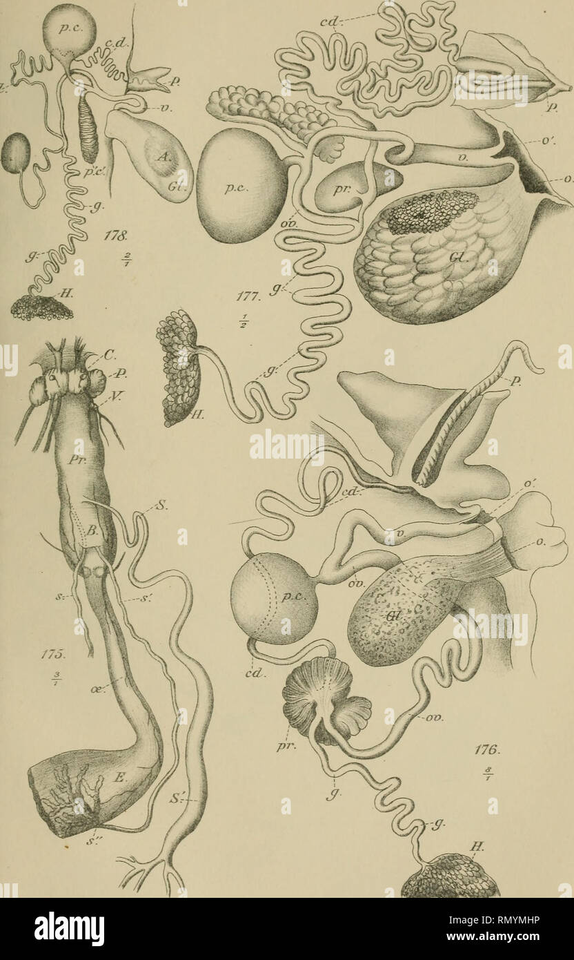 . Annales des Sciences Naturelles. Zoologia; biologia. Ann. des y Se. ncil. S? Série Zool.T.V/Z/.pl,26. A.J&amp;élysées/ère de/. Masson et C'f.Editeurs. 77/coJet2ith. Oôcaniuô TnemèrarLoceuà, l7S  176' ; Pïeivrohrancluiô per.yl ah , 177; Pleur&amp;èranchuâ Perrieri , 17$. Pim "-S Lerne.. Si prega di notare che queste immagini vengono estratte dalla pagina sottoposta a scansione di immagini che possono essere state migliorate digitalmente per la leggibilità - Colorazione e aspetto di queste illustrazioni potrebbero non perfettamente assomigliano al lavoro originale. Milne-Edwards, H. (Henri), 1800-1885; Audouin, Jean Victor, 1797-1841; Milne-Edwards, Alphonse, Foto Stock