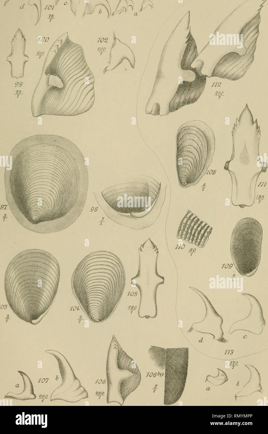 . Annales des Sciences Naturelles. Zoologia; biologia. l/i/i.c/es Se. nu/. S.E'Série. ^oo/.r.V////J/ 21. "R. Pleiu-obranchu* Foro&amp;alù/97a /Û£y PI.Jhbû, W3 à ,07; Pl.Perom'., 40£à //,?.. Si prega di notare che queste immagini vengono estratte dalla pagina sottoposta a scansione di immagini che possono essere state migliorate digitalmente per la leggibilità - Colorazione e aspetto di queste illustrazioni potrebbero non perfettamente assomigliano al lavoro originale. Milne-Edwards, H. (Henri), 1800-1885; Audouin, Jean Victor, 1797-1841; Milne-Edwards, Alphonse, 1835-1900; Perrier, Edmond, 1844-1921; Bouvier, E. -L. , 1856-1944; Grassé, Pierre Paul, 1895-. Foto Stock