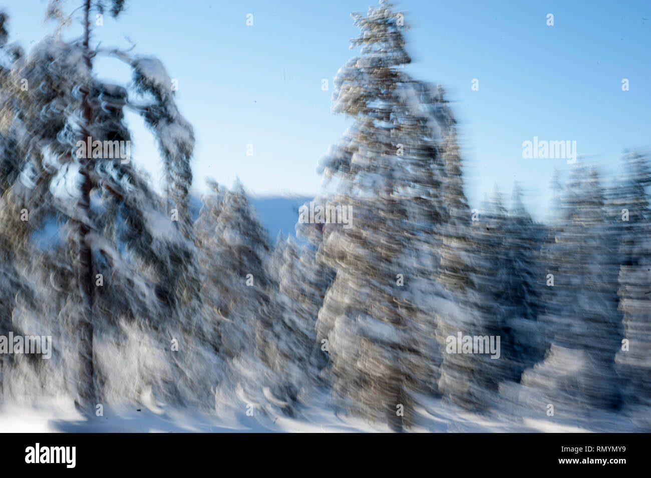 Picea abies, la Norvegia abete[3] o abete europeo, [citazione necessaria] è una specie di abete rosso nativo del Nord, Europa Centrale e Orientale.[4]. Essa ha Foto Stock