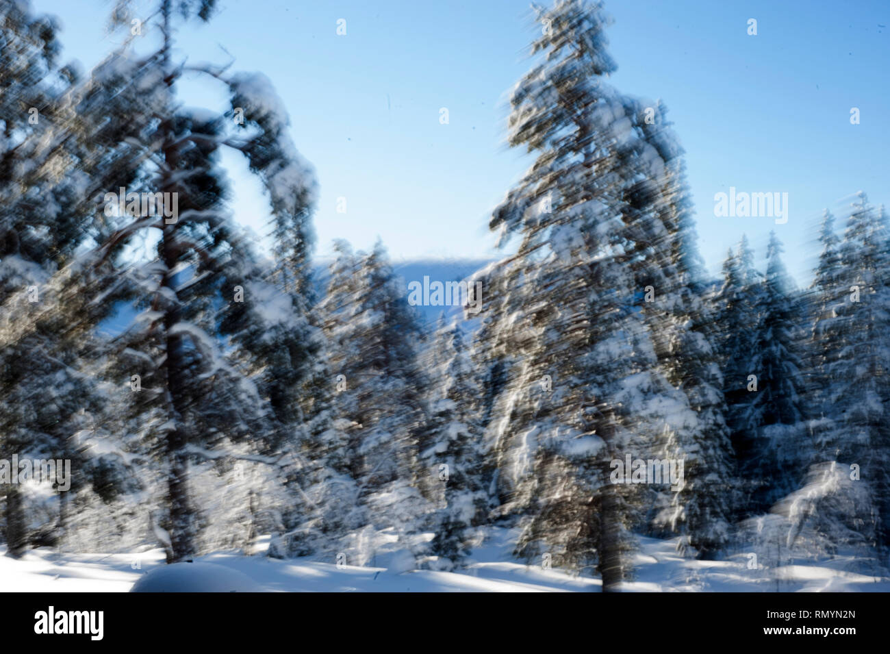 Picea abies, la Norvegia abete[3] o abete europeo, [citazione necessaria] è una specie di abete rosso nativo del Nord, Europa Centrale e Orientale.[4]. Essa ha Foto Stock