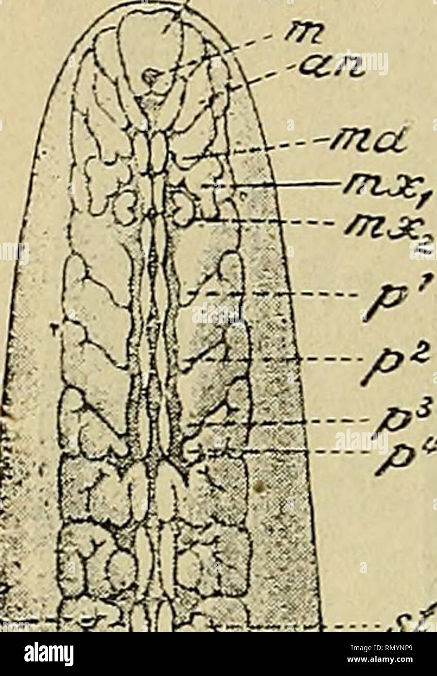 . Annales des Sciences Naturelles. Zoologia; biologia. 224 ED. PERRIER et CH GRAVIER. la nozione de la tachygénèse, on n'a pas compris que le fait pour un organe de naître à sa place définitive ne prouve rien quant à son origine première, et que les obiezioni fournies par l'embryogénie sont ici sans valeur contre les données positivi fournies par l'anatomie comparée et par l'applicazione du principe des connessioni. Nous aurons à faire, danslepara- J? B. ,l-/c. sf çst- ff-. Si prega di notare che queste immagini vengono estratte dalla pagina sottoposta a scansione di immagini che possono essere state migliorate digitalmente per la leggibilità - Foto Stock