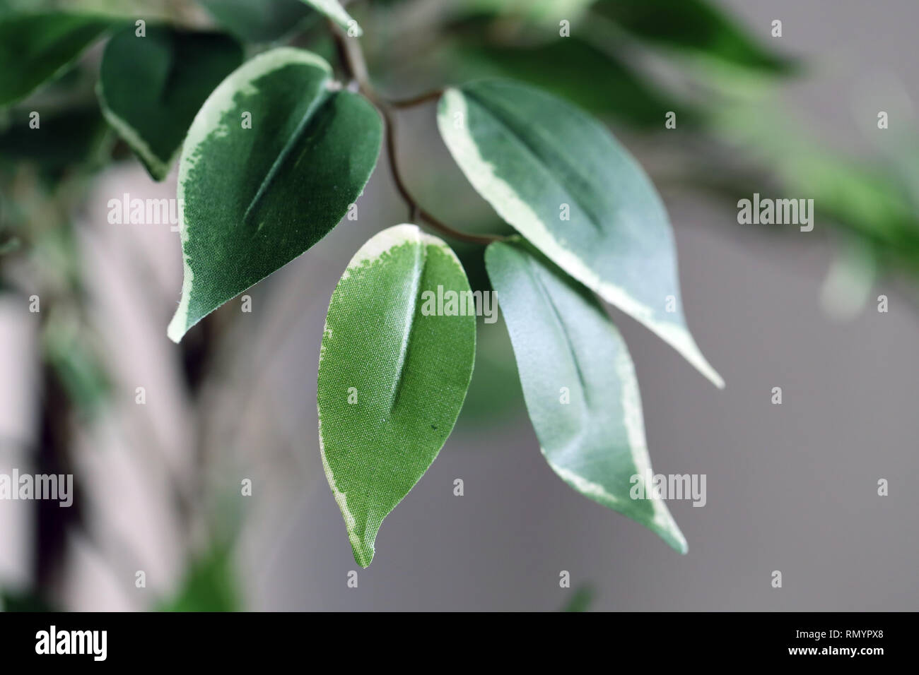 Verde e bianco foglie artificiali home tree. Bellissima ma fake impianto utilizzato per homedecoration. Fotografato con uno sfondo grigio. Foto macro. Foto Stock