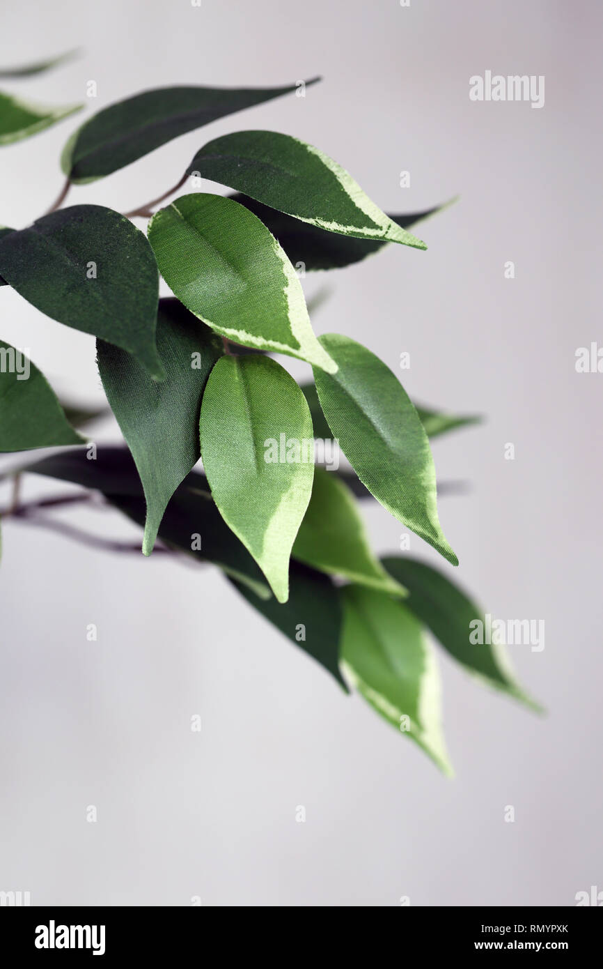 Verde e bianco foglie artificiali home tree. Bellissima ma fake impianto utilizzato per homedecoration. Fotografato con uno sfondo grigio. Foto macro. Foto Stock