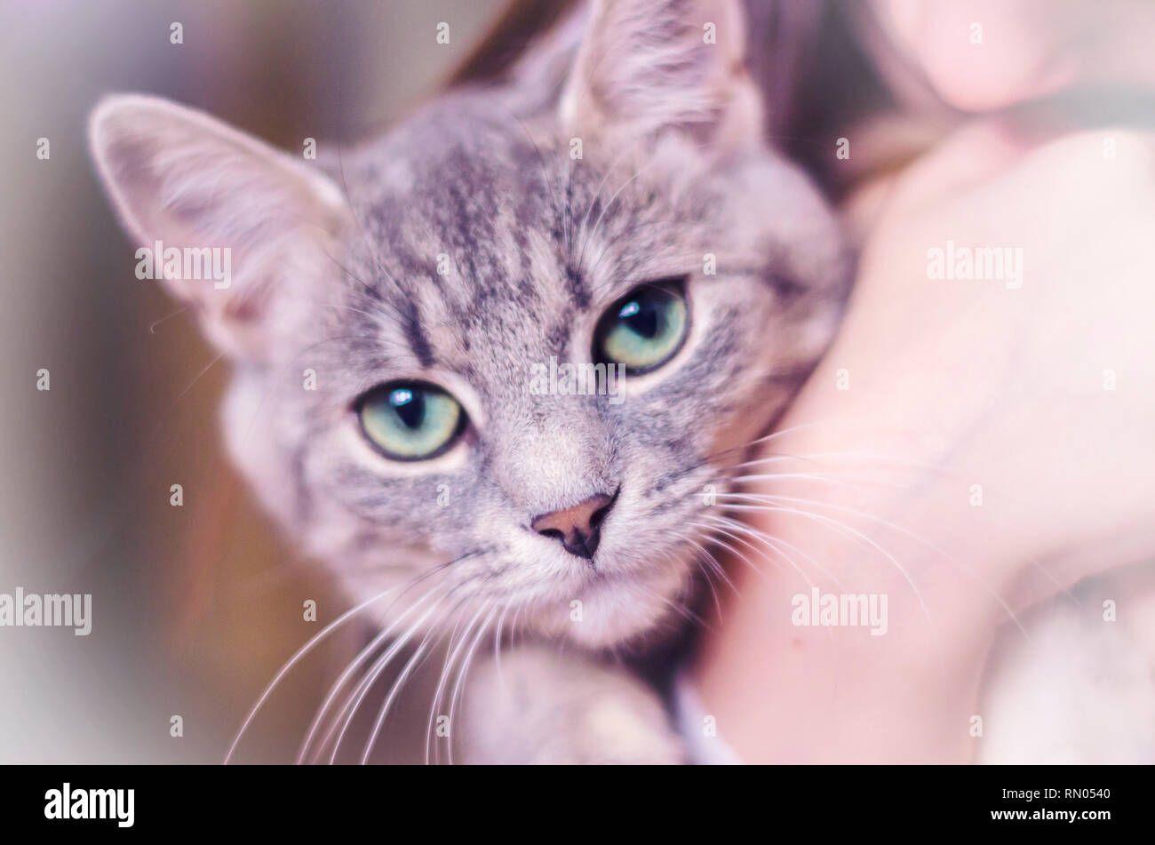 Kitty grigio con gli occhi verdi con strisce di colore. Il pet è immagine Foto Stock