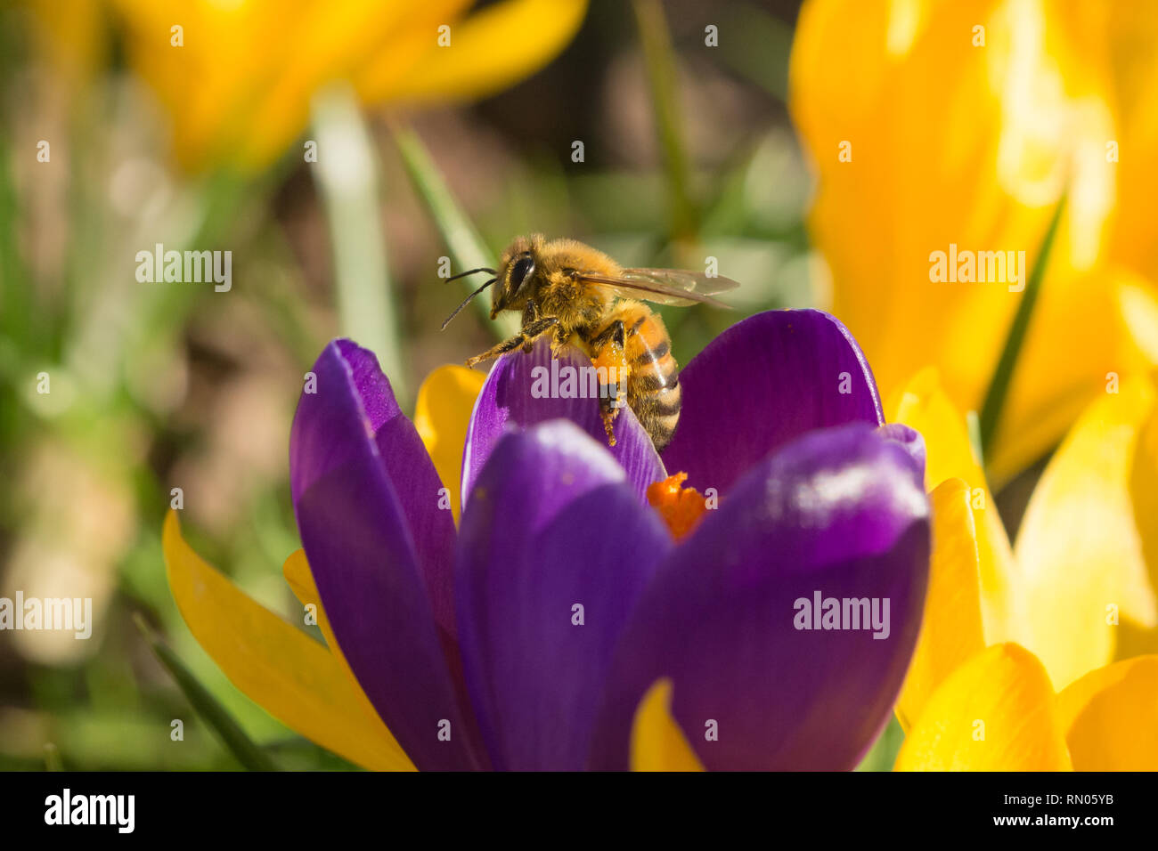 Ape (miele delle api), un importante impollinatrice, nectaring su un fiore Crocus in febbraio. La molla della fauna selvatica, insetto sociale. Foto Stock