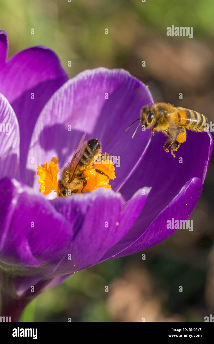 Ape (miele delle api), un importante impollinatrice, nectaring su un fiore Crocus in febbraio. La molla della fauna selvatica, insetto sociale. Foto Stock