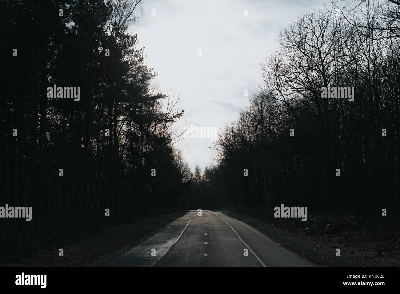 Strada nella Foresta di Sherwood Foto Stock