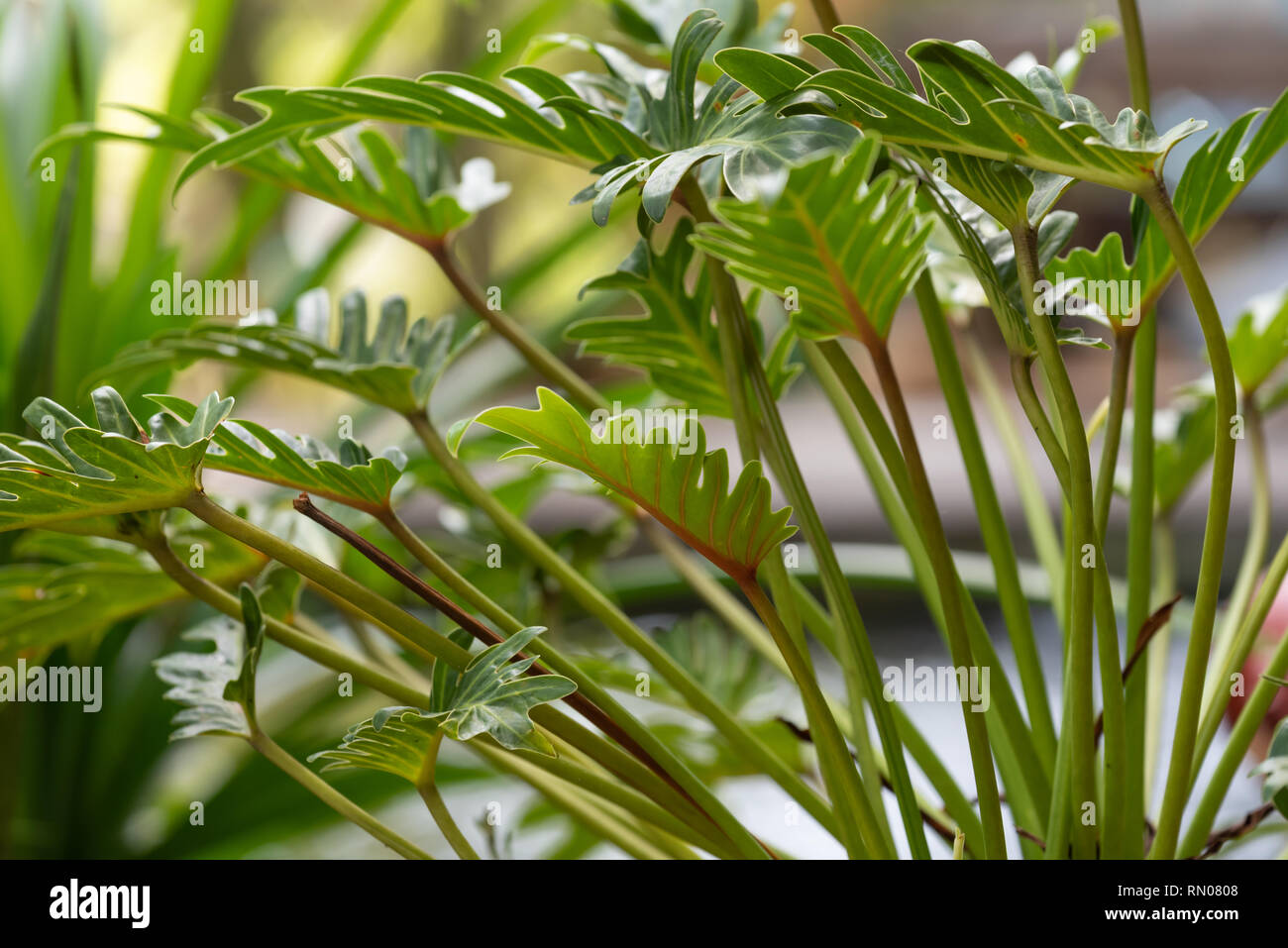 Philodendron,bellissima ed unica forma di foglie verde sullo sfondo Foto Stock