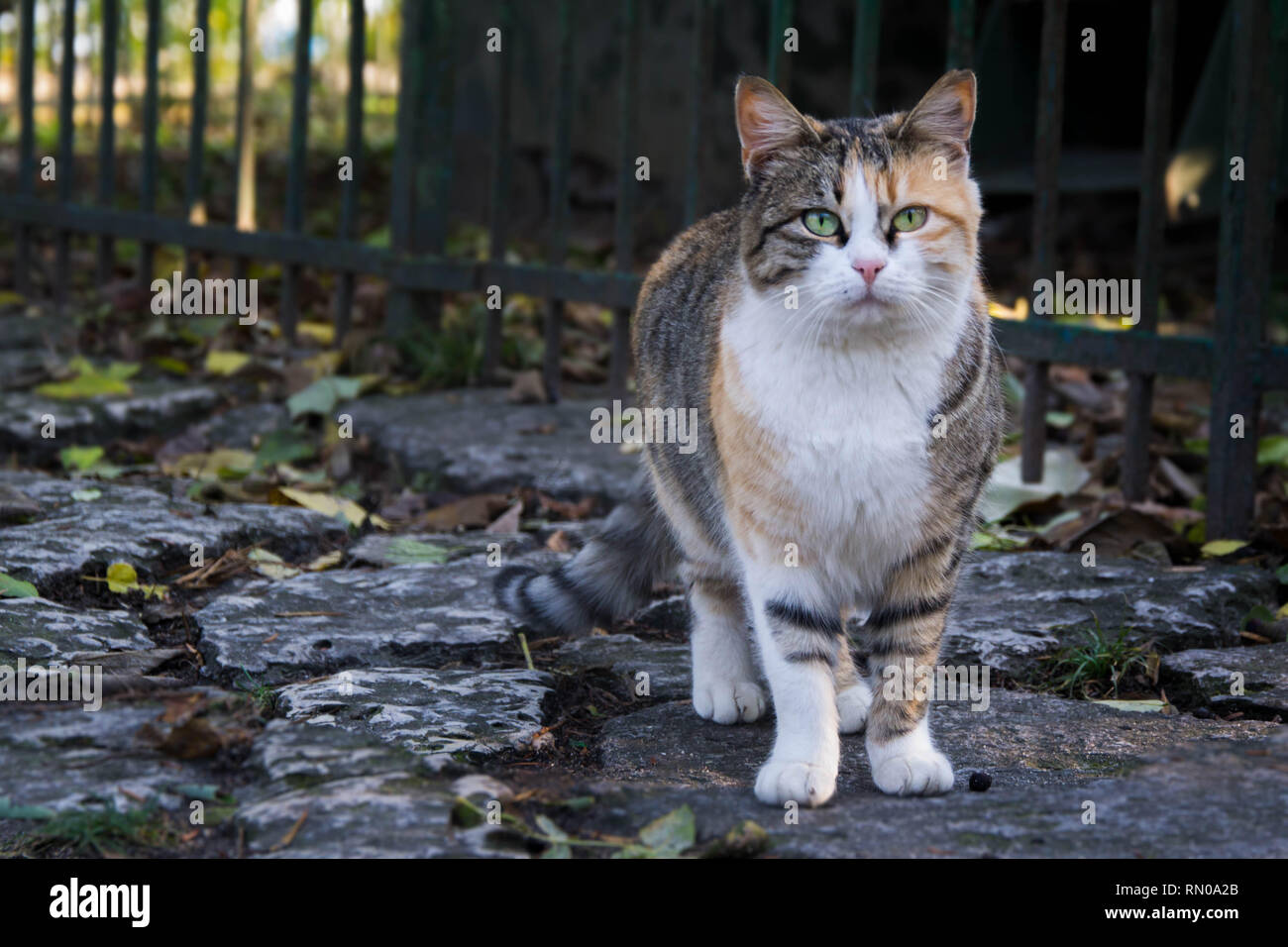 Bellissimo gatto randagio sulle rocce, cute pet, stagione autunnale Foto Stock