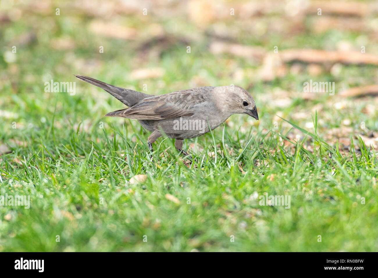 Femmina marrone-guidato Cowbird Foto Stock