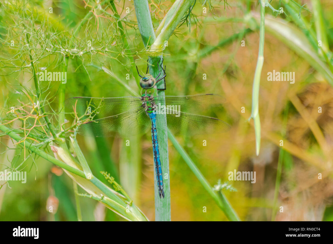 L'imperatore libellula in appoggio con la vegetazione verde sfondo, Tenerife, Isole canarie, Spagna Foto Stock