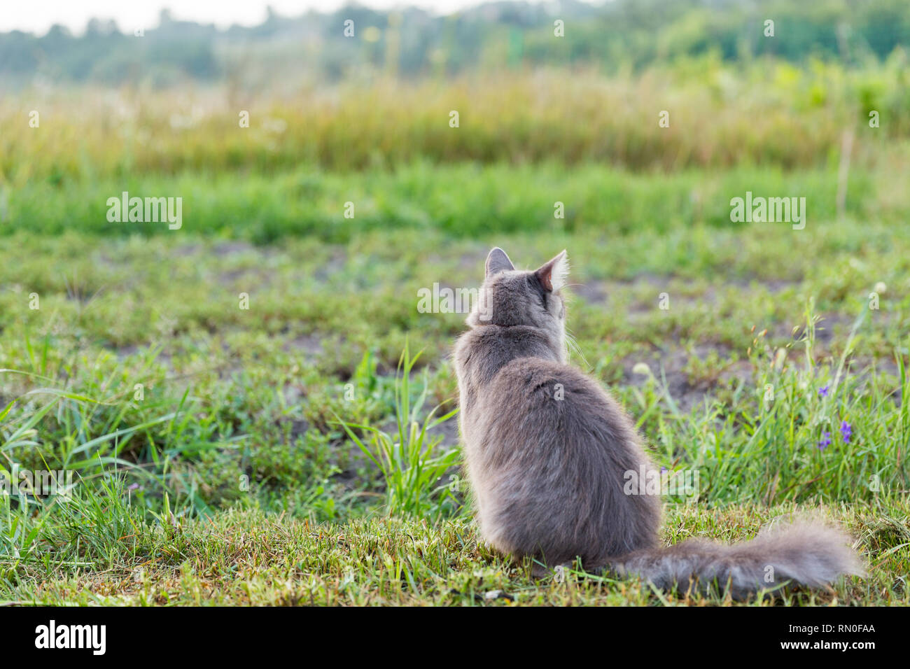 Grey Street cat si siede indietro all'aperto in erba verde Foto Stock