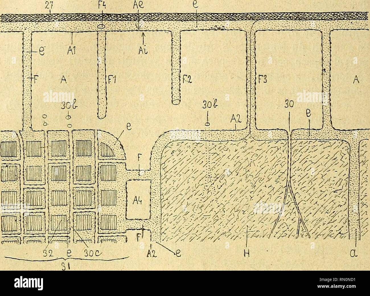 . Annales de la Société Entomologique de France. Insetti; Entomologia. 226 F. BRCC:^ER. les chambres aériennes avec leurs trachées inversées. Aussi je désire en profiter pour attirer l'attenzione sur cette intéressante conforma- zione. Chez les Sphinx, c'est la chambre aérienne niésotlioracique (i2,. Fig. 7. - Schéma montrant la connexité qu'il y a entre les espaces aériens (en blanc) et les sinus, canaux ou passaggi, dans lesquels circule le sang (en pointillé fin). Pour les détails, voir le texte. Désignations spéciales à cette figura : Fi, trachée inversée, vue à piano delle Nazioni Unite postérieur; F4, unità organizzativa figlio Foto Stock