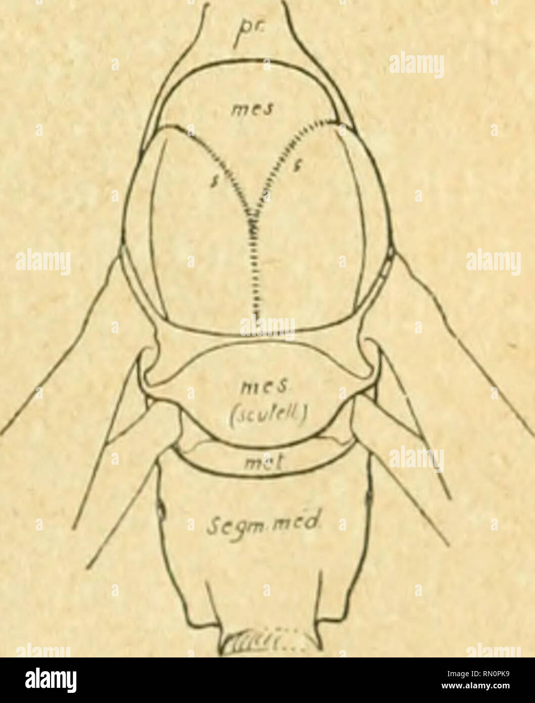 . Annales de la Société Entomologique de France. Insetti; Entomologia. yfftU-'U^^-WT^ Li-Utf Fig. 8. - Ligniper Camponotus da (femelle). rieurs su remarque onu sinus destiné à embras- ser l'antenne entre ce pli et l'éperon du tibia lors de la toilette de l'insecte. Femelle [C. ligniperda]. - Un peu plus grande^que les plus fortes ouvrières, ri- marquable par le développement du thorax et du gastre. La tète est un peu différente de celle de l'ouvrière, les ocelles, assenti chez lespctilesouvrières, sont présents ; les yeux composés sont un peu plus déve- loppés. Au torace, le mésonotum do-. Fig. Foto Stock