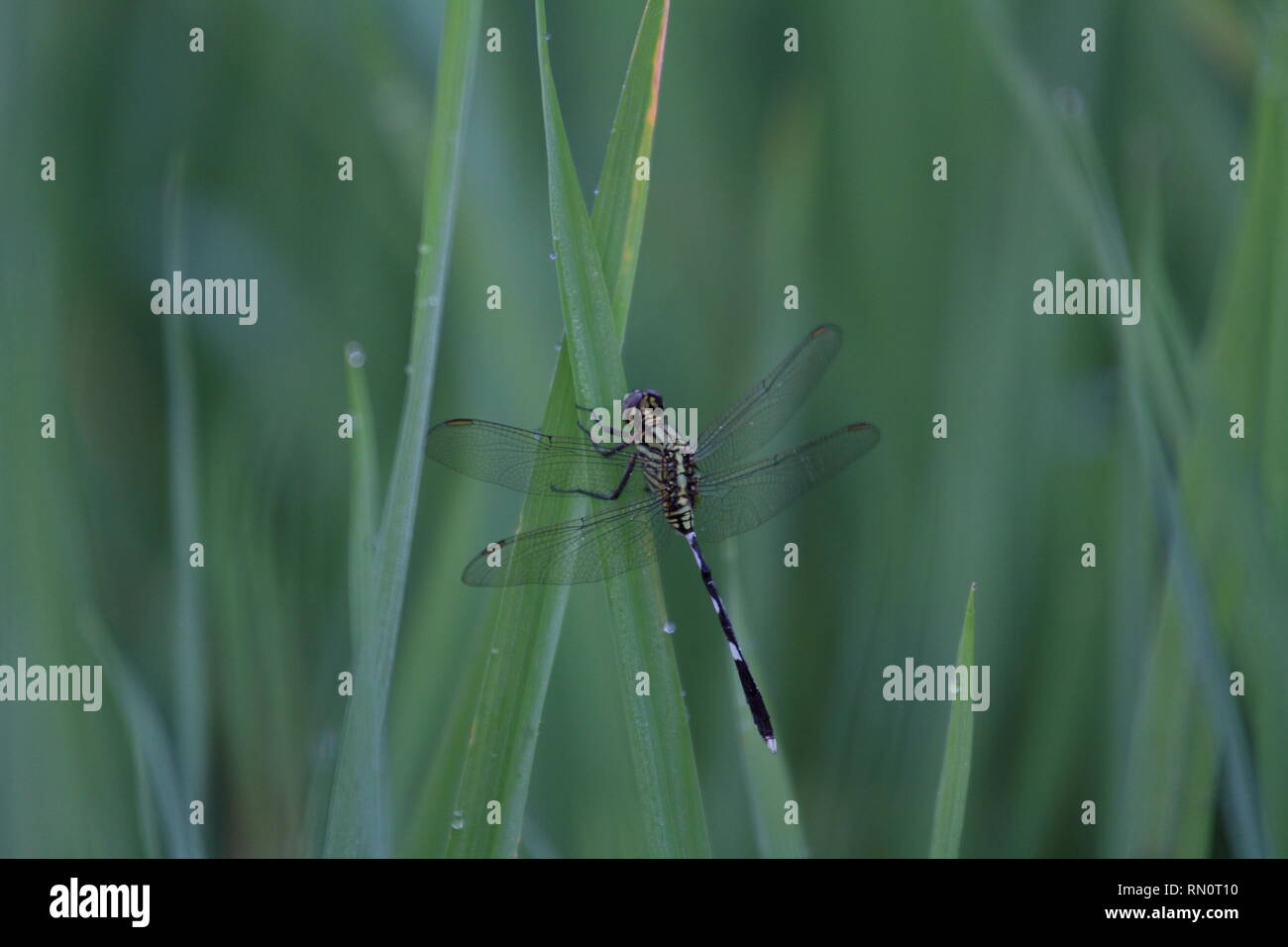 Green dragonfly macro fotografia animale Foto Stock