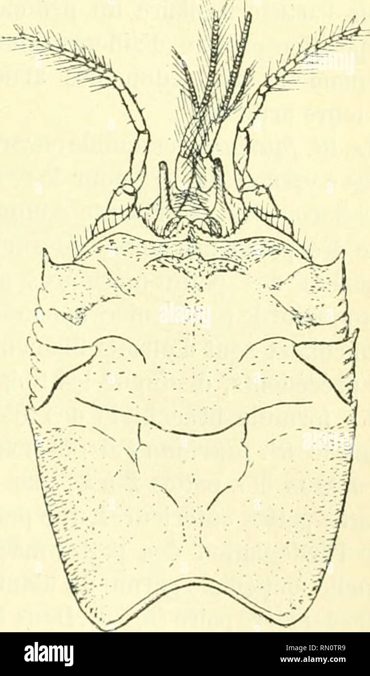 . Annales de la Société Entomologique de France. Insetti; Entomologia. Osservazioni nouvelles sur les Blepharopoda Randall (Albunhippa Edw.) l'AK E.-L. BOUVIER Osservazioni générales, affinités. - Le Muséiiin de Paris a reçu de M. l'abbé Faurie, en 1887, Onu Cruslacé anonioure des plus remar- quables, qui lut recueilli dans la nier Près d'Hakodat, au Japon. Ce Crustacé appartient à la famille des ïlippidés et se range dans la tribu des Albunéens qui est la primitiva plus de cette famille. Je Tattribue au genere Blepharopofln Randall parce qu'il en présente la plupart des caractères essentiels, ma Foto Stock