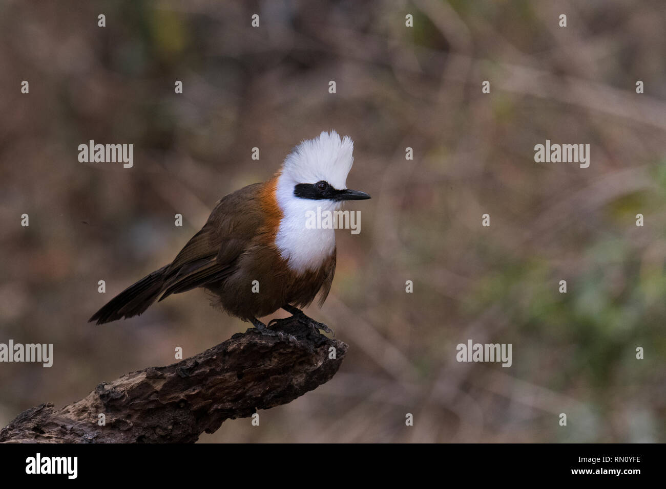 Bianco-crested laughingthrush Foto Stock