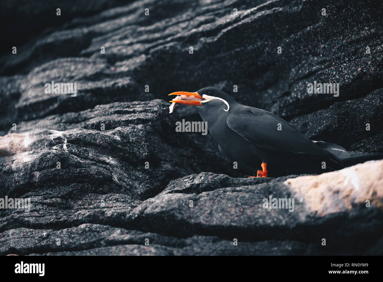 Inca Tern - Larosterna Inca seduto su una costa rocciosa scogliera Foto Stock