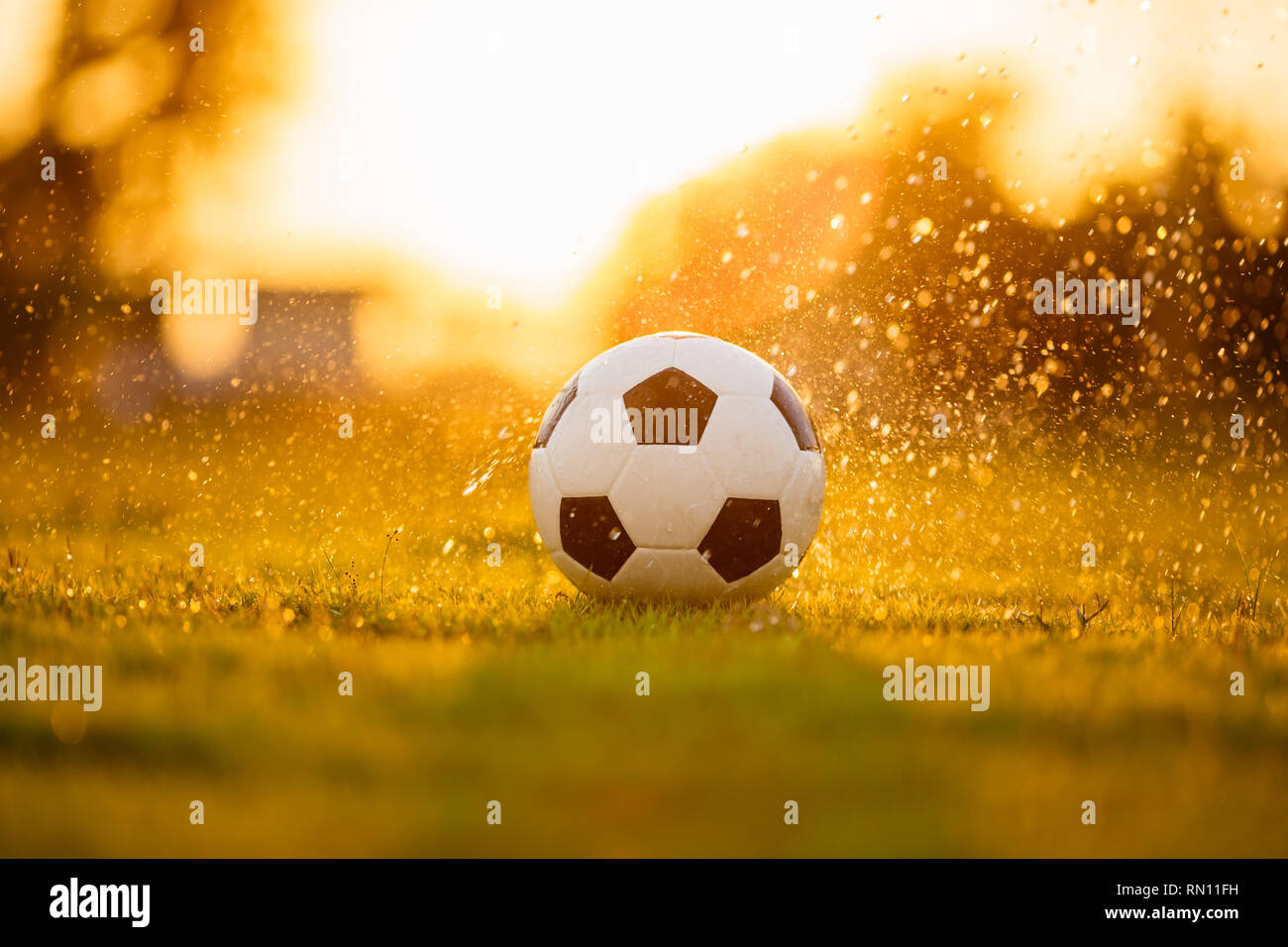Una sfera sull'erba verde del campo di calcio per il gioco del calcio sotto  il tramonto raggio luminoso e pioggia. Immagine con la zona di spazio Foto  stock - Alamy