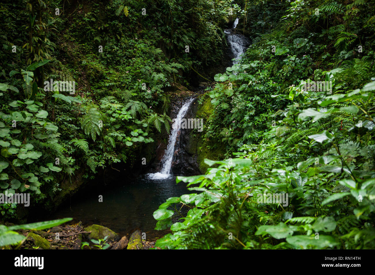 Monteverde Cloud Forest Riserve Costa Rica Foto Stock
