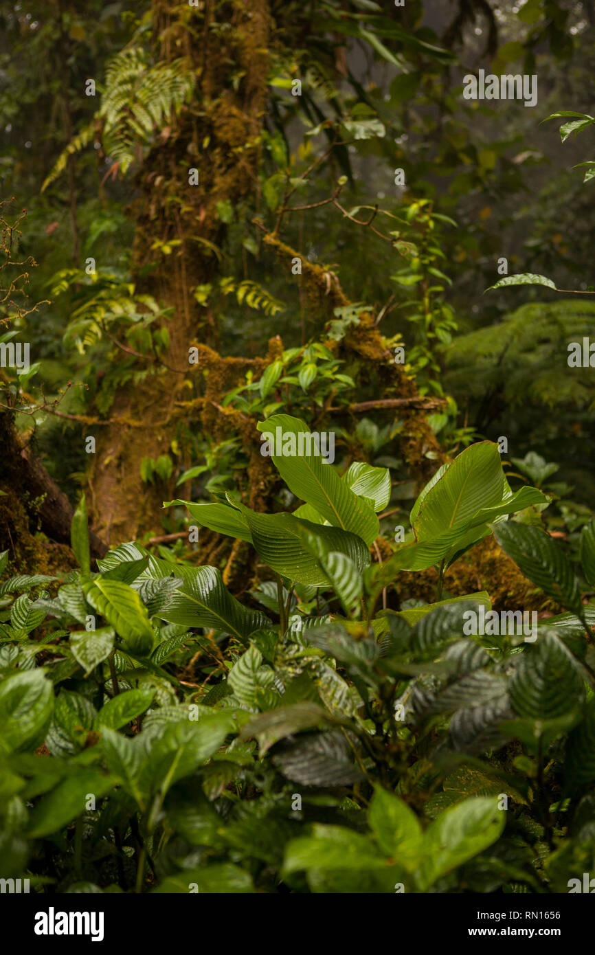 Immagine di belle piante parassite e fiori su albero nella Monteverde Cloud Forest Foto Stock