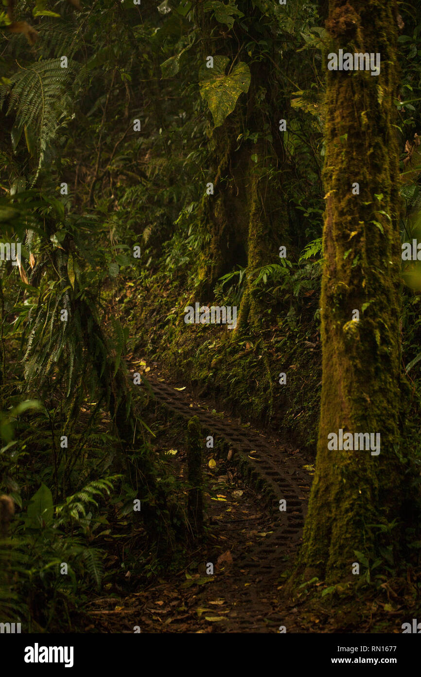 Monteverde Cloud Forest Riserve Costa Rica Foto Stock